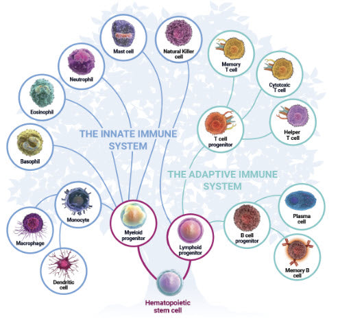 Immune System Tricks that Work